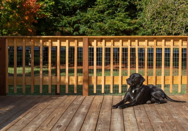 Dog Fence Installation