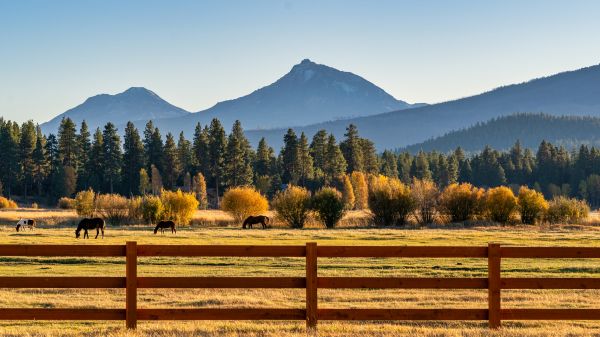 Ranch Fence Replacement